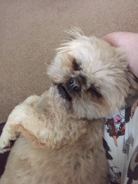Want to test a Sleepeezee personalised dog bed? Sign up here! - NOW CLOSED