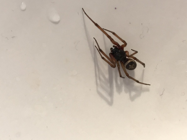 Is this a False Widow?