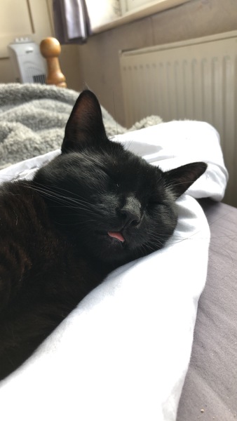 Happy Black Cat appreciation day.