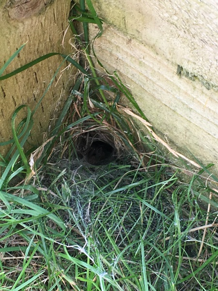What sort of spider has this web?