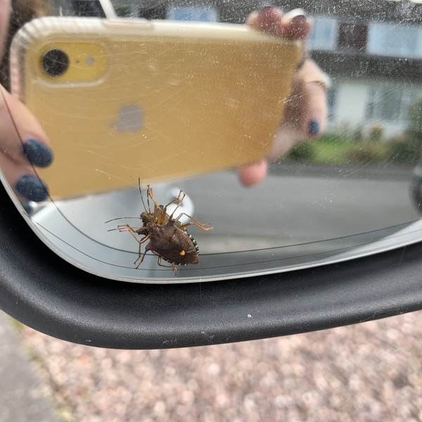 To ask what the hell this is???!