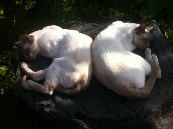 Westminstenders: Charge!!!!