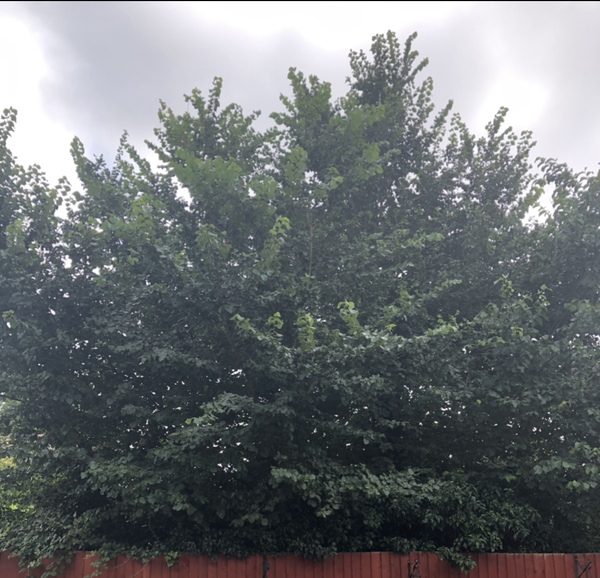 Help tree roots found and no idea what to do.