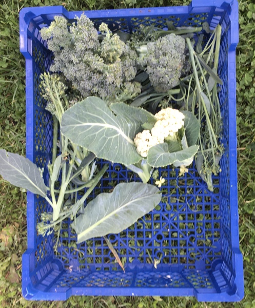 Allotment/Veg Patch Thread 14 ! growing into summer