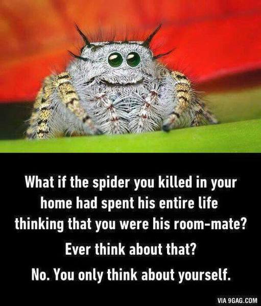 NOOOO SOMETHING TERRIBLE JUST HAPPENED! **spider picture and baby****