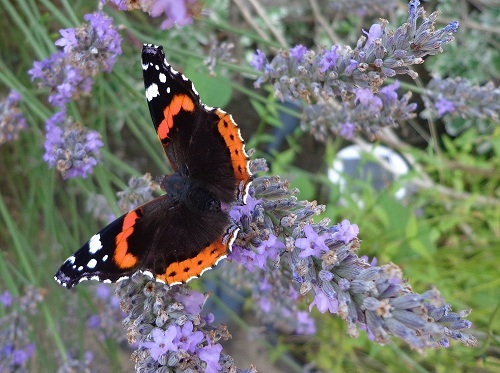 Any Witches Here? Part 9.