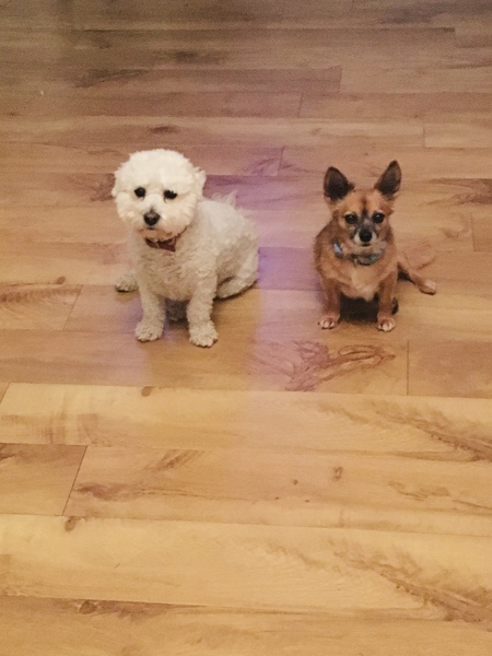 DH thinks one dogs enough.