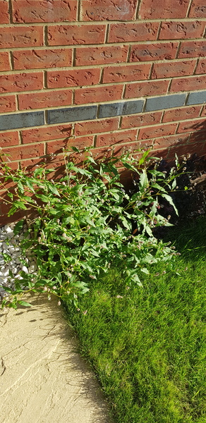 Another 'Do anyone know what this plant is please' thread