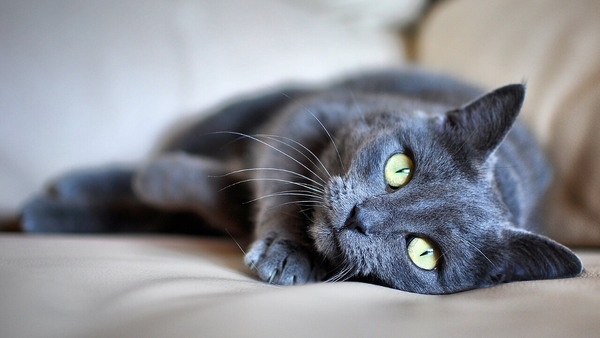 To ask about your Siberian Kitten experiences? *Will include pic if asked!*