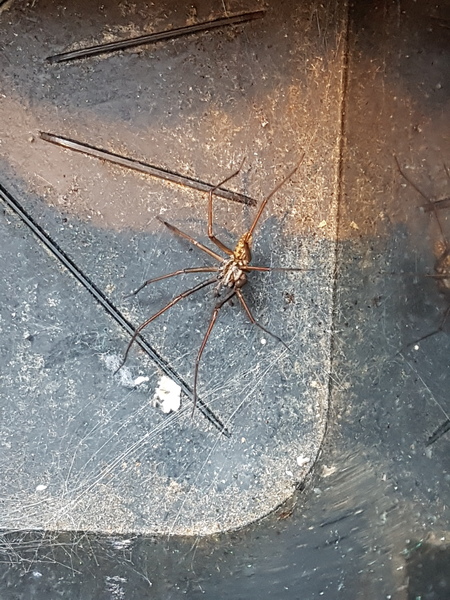 Anyone else getting swarmed by massive spiders?