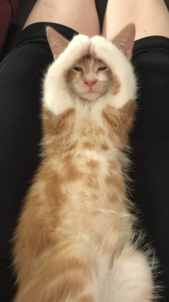 My lovely little boy cat found dead today