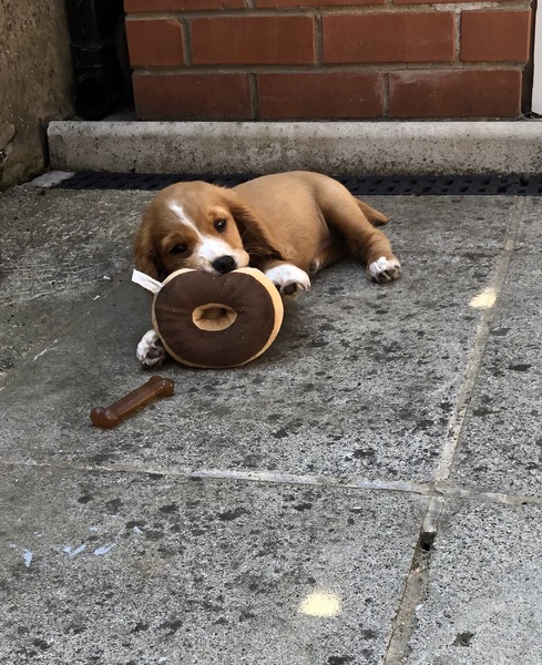 How are all the puppies sleeping?