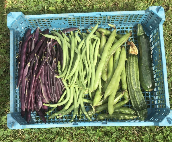 Allotment/Veg Patch Thread 14 ! growing into summer