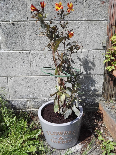 Frugal Friends, planning, saving and considerate spending through July and August