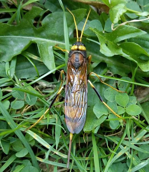 Can anyone identify this monster?