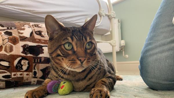 Adopting a retired Bengal stud??