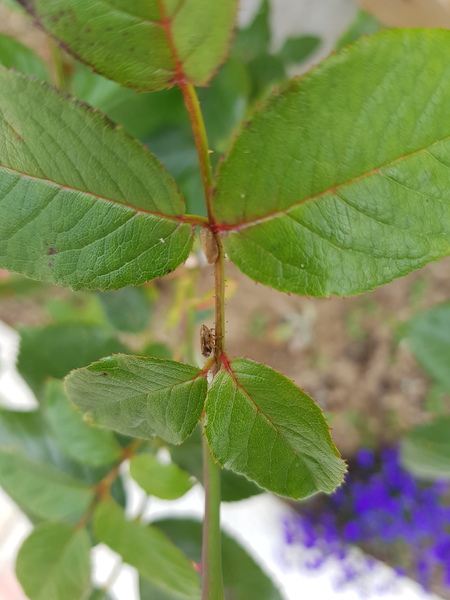 Rose bug ID help please