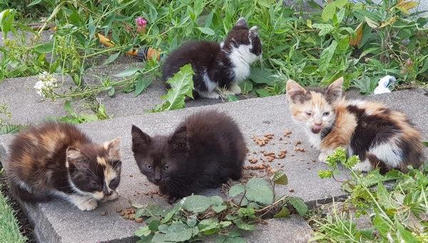 Urgent kitten taming question