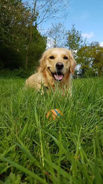 It's International Dog Day! Show us your lovely dogs.