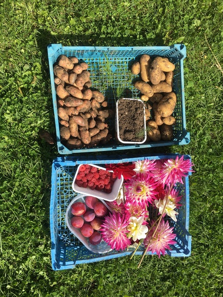 Allotment/Veg Patch Thread 14 ! growing into summer