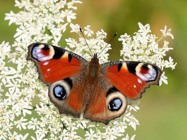 Butterflies ... Have you seen many this year?