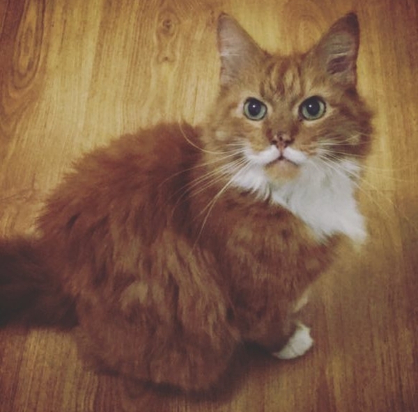 What's your Cats name?