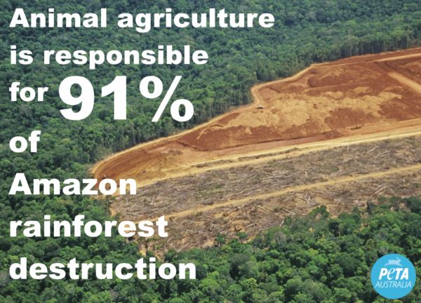 Amazon rainforest is burning