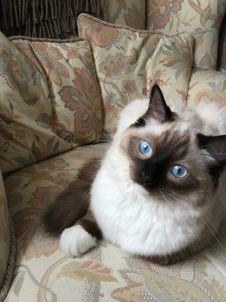 The cat’s a liar