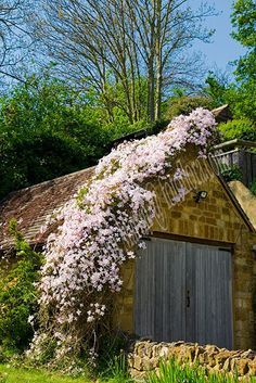 What climbed to quickly cover ugly shed?