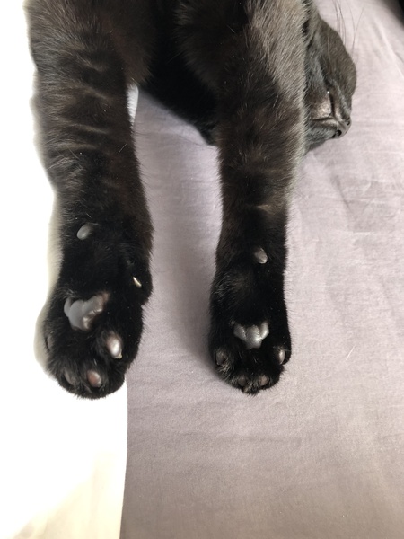 Getting a cat- the basics please!