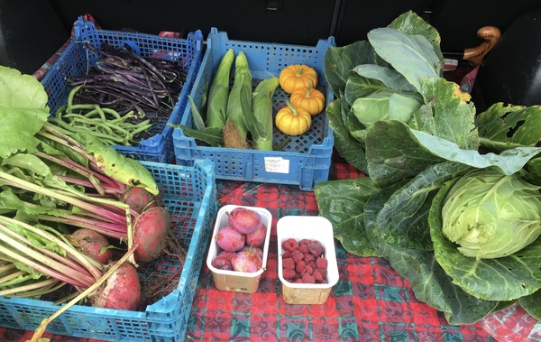 Allotment/Veg Patch Thread 14 ! growing into summer