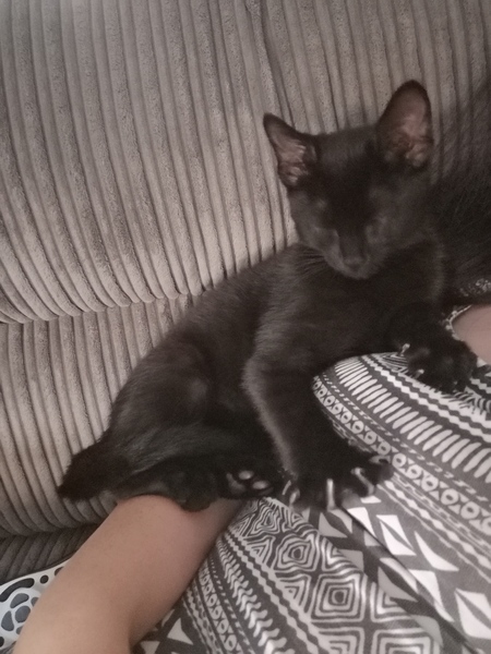 Most affectionate cat ever