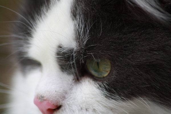 To be really upset with my cat