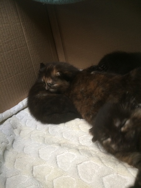 Tiny squitty foster kitten