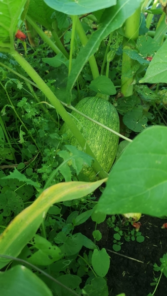 Allotment/Veg Patch Thread 14 ! growing into summer
