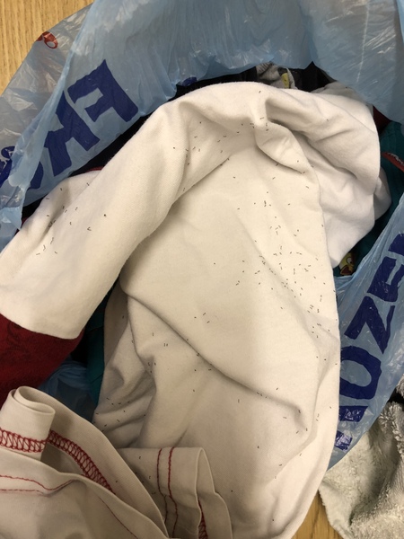 Help!!!  Tiny black lavae on laundry - what are they?