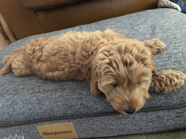 Find out what Mumsnet testers thought of Sleepeezee personalised dog beds