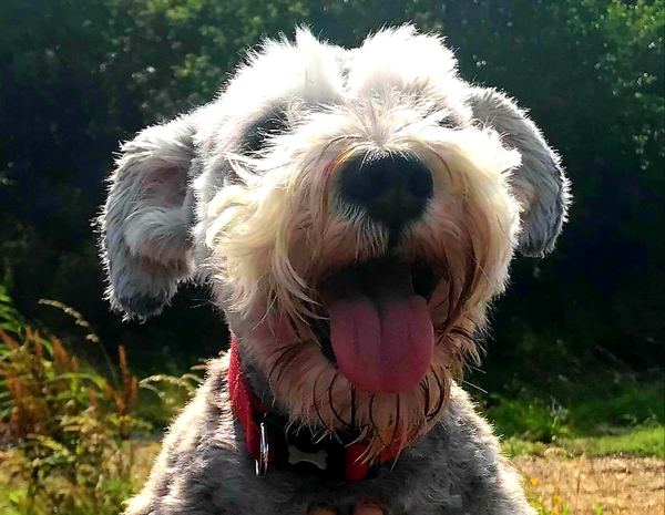 It's International Dog Day! Show us your lovely dogs.