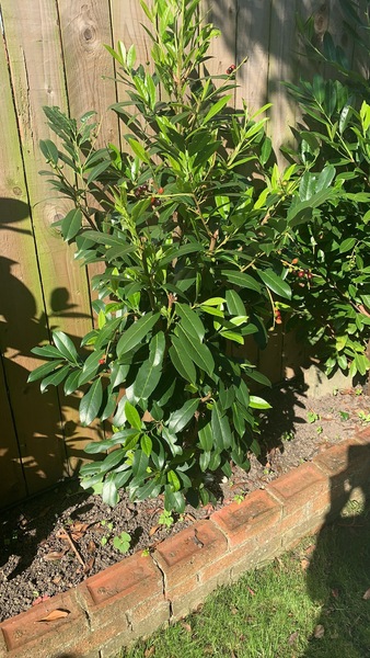 Does anyone know what this plant is??