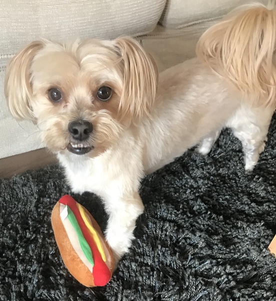Opinions on terriers or other people focused small breeds?