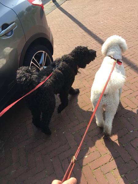 Mumsnet users share how their dog helped them and their family