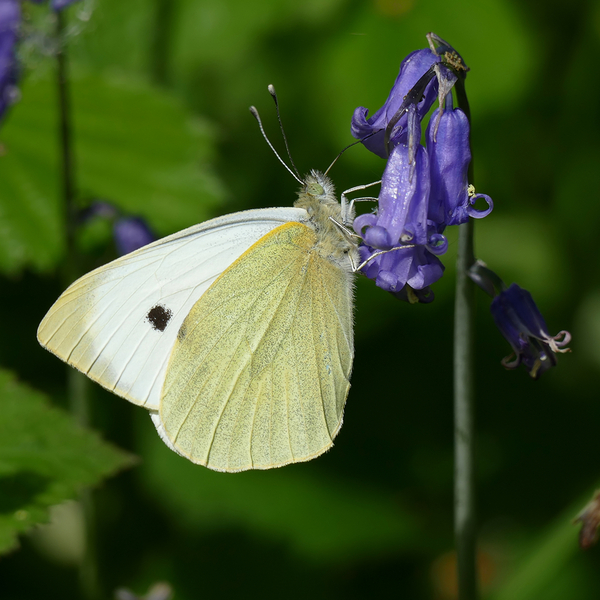 Butterflies ... Have you seen many this year?