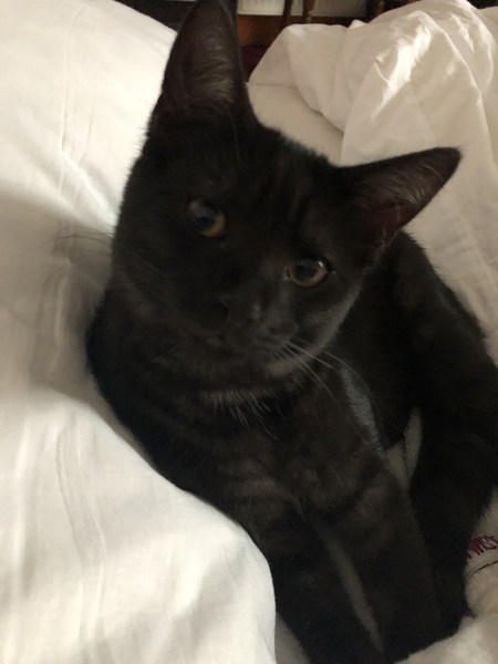 Happy Black Cat appreciation day.