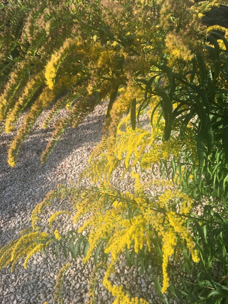 Yellow flowering plant - can anyone help tell me what this is?