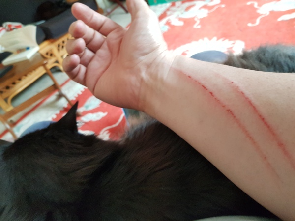 Next door's -thug- cat