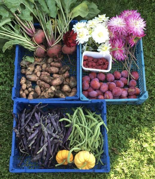 Allotment/Veg Patch Thread 14 ! growing into summer