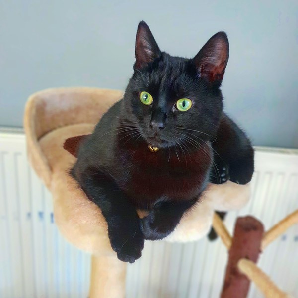 The cat’s a liar
