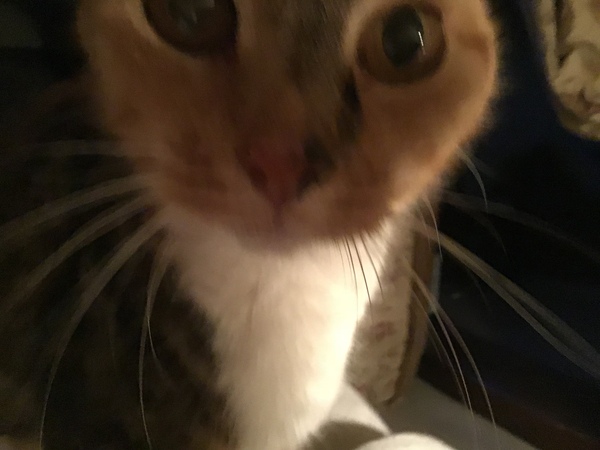 Westminstenders: Promises, promises