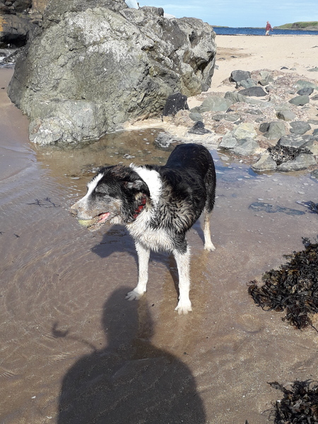 It's International Dog Day! Show us your lovely dogs.