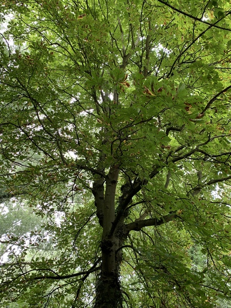 Any Witches Here? Part 9.